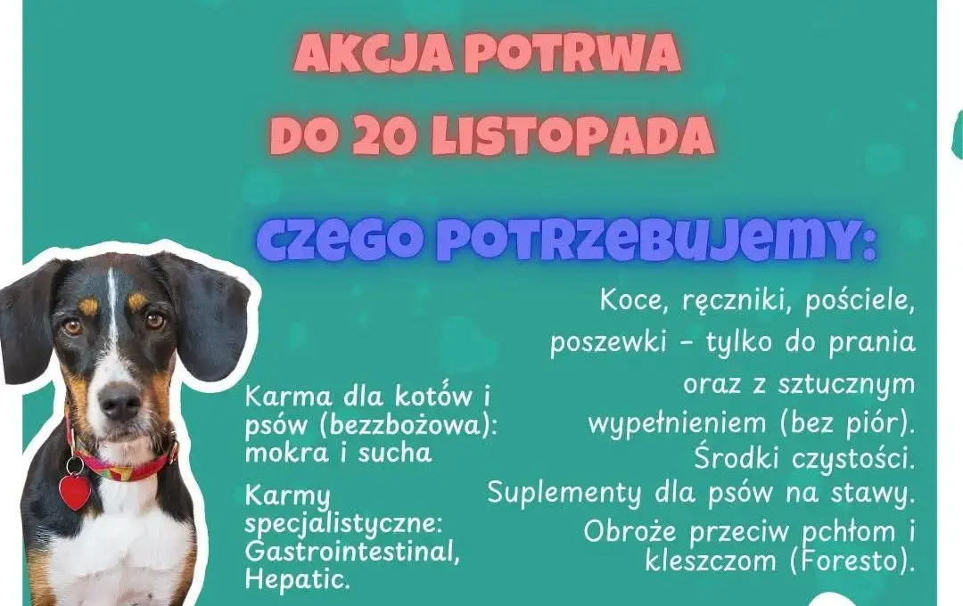 Zdjęcie do Razem dla zwierząt 